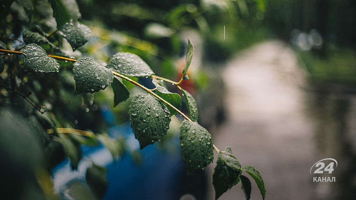 Дождь - 24 Канал Дождь - 24 Канал