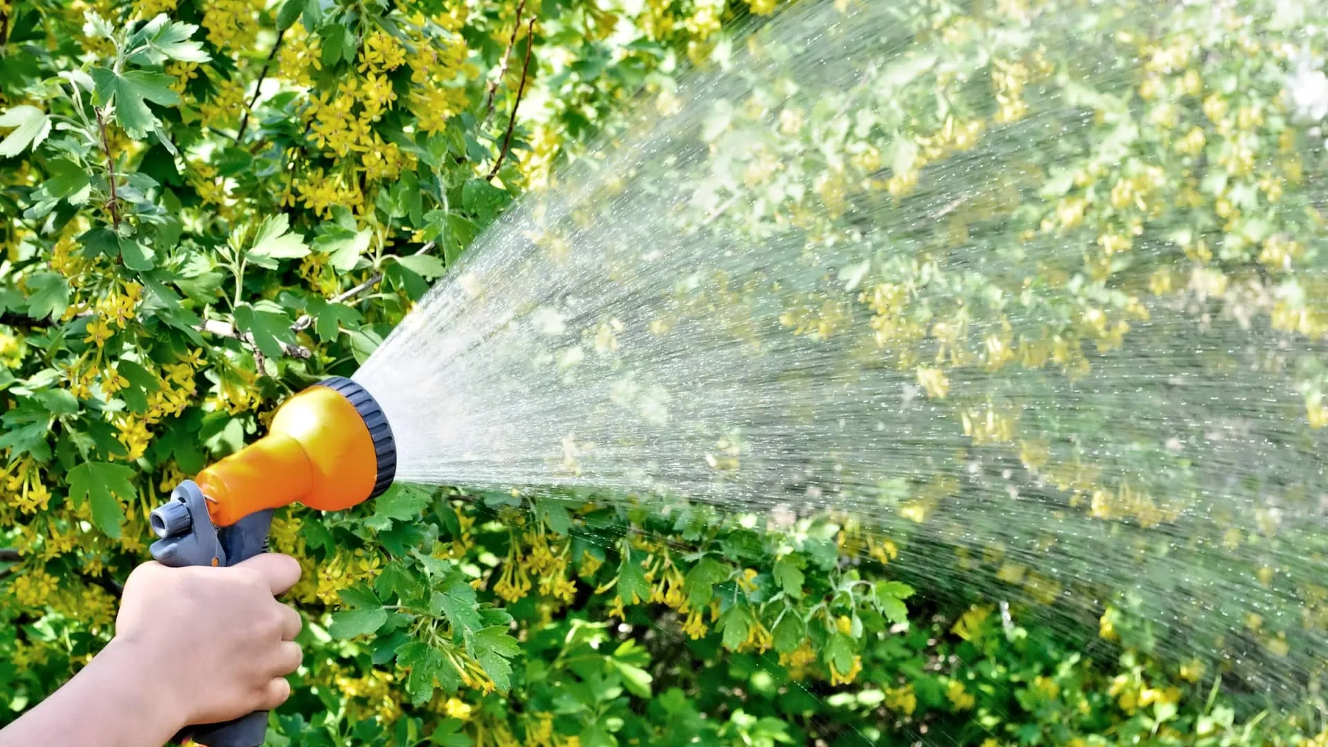 Полив растений Полив растений