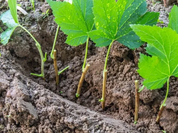 Размножение смородины Размножение смородины