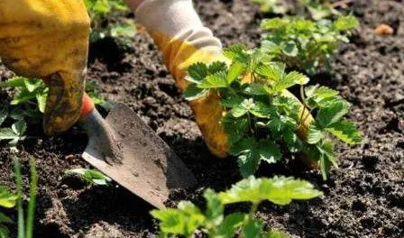 Пересадка клубники Пересадка клубники