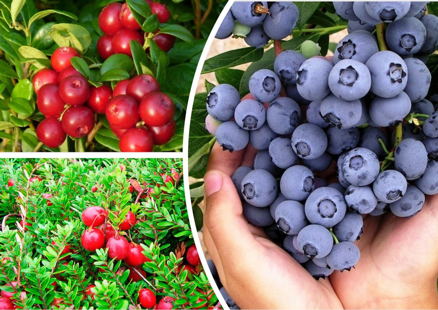 Голубика, журавлина, брусника на украинском - как правильно называть эти ягоды без суржика Голубика, журавлина, брусника на украинском - как правильно называть эти ягоды без суржика