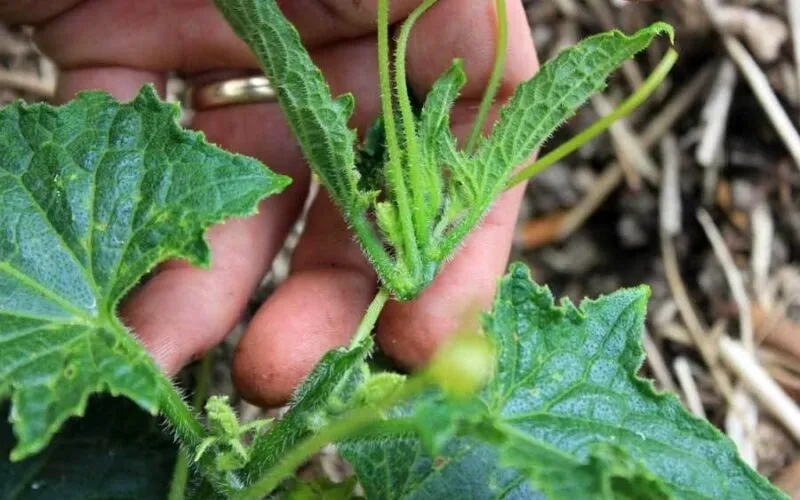 Прищипування огірків Прищипування огірків