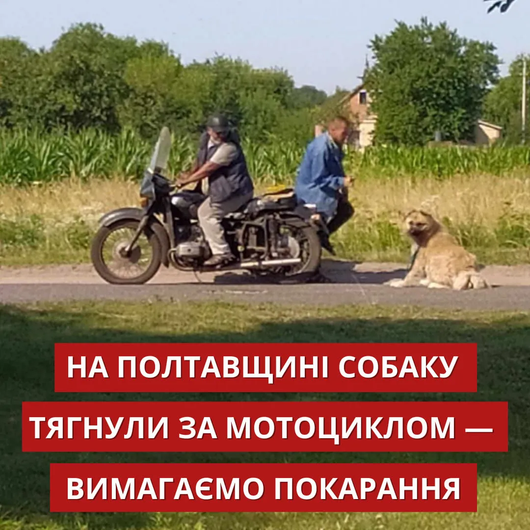 Собаку прив'язали до мотоцикла Собаку прив'язали до мотоцикла