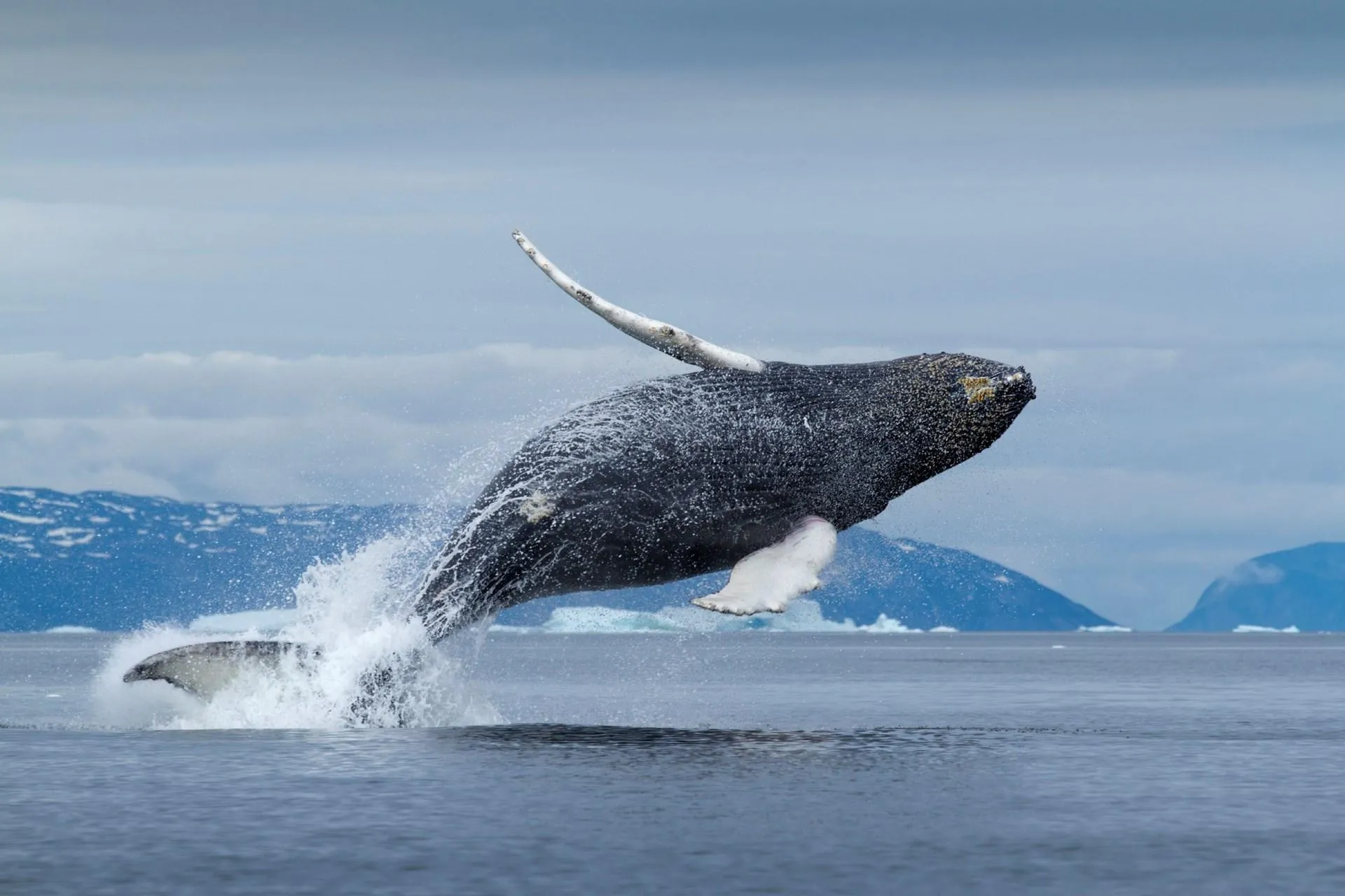 Вагітність самки гренландського кита може тривати до двох років