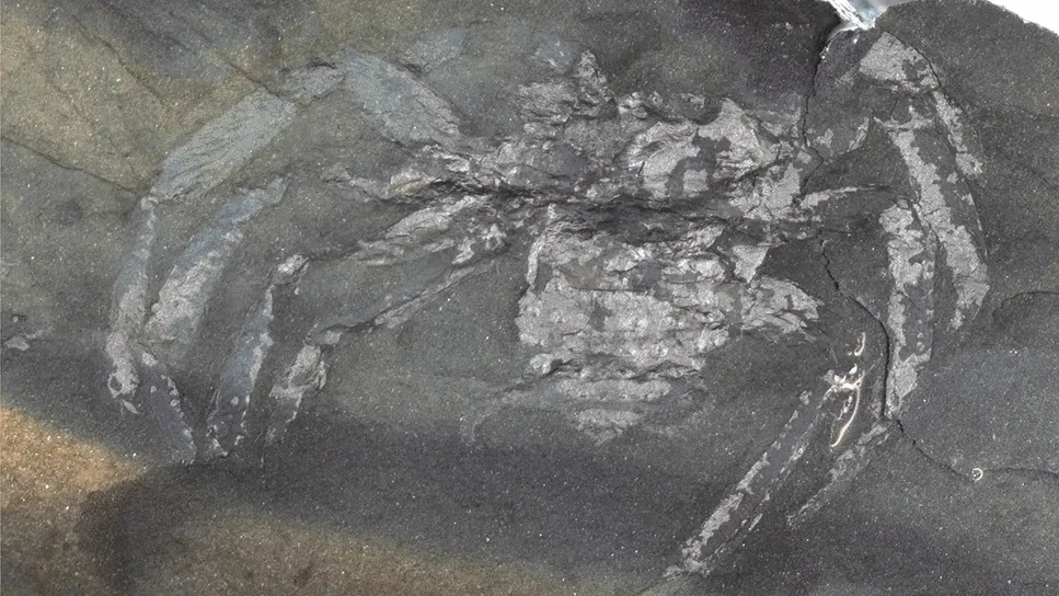 Arthrolycosa wolterbeeki Arthrolycosa wolterbeeki