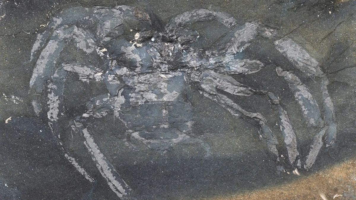 Палеонтологи нашли окаменевшего паука, одного из первых в своем роде