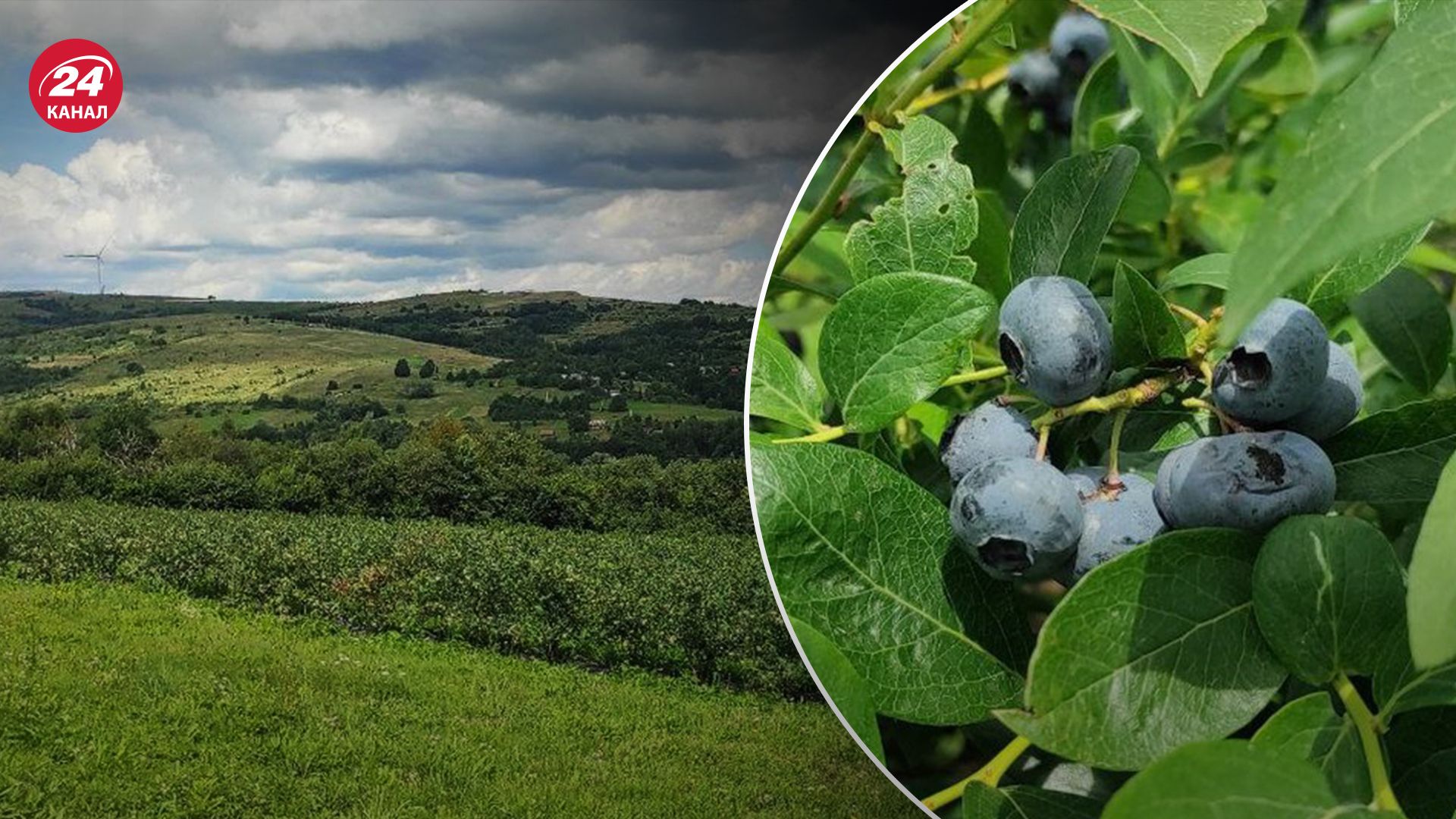На Львівщині вирощують лохину на найвищій агропланції На Львівщині вирощують лохину на найвищій агропланції