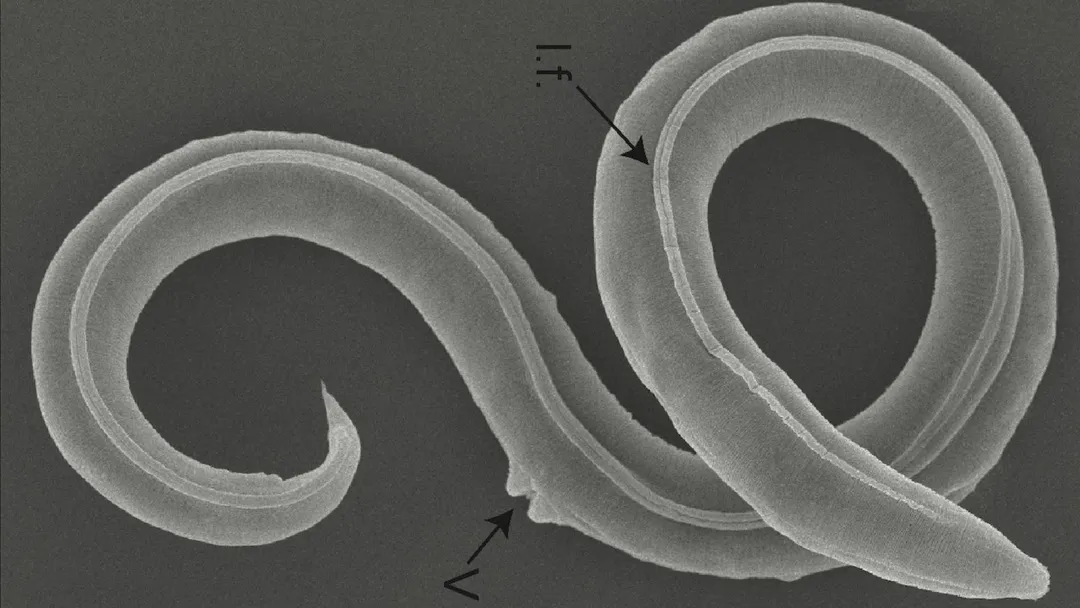Группе ученых удалось возродить червей, которые 46 тысяч лет провели в замороженном состоянии