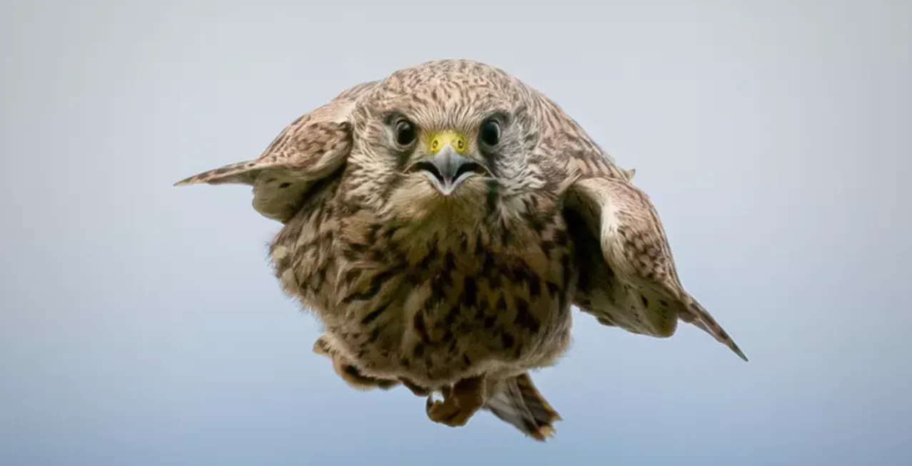 Фотограф Фотограф