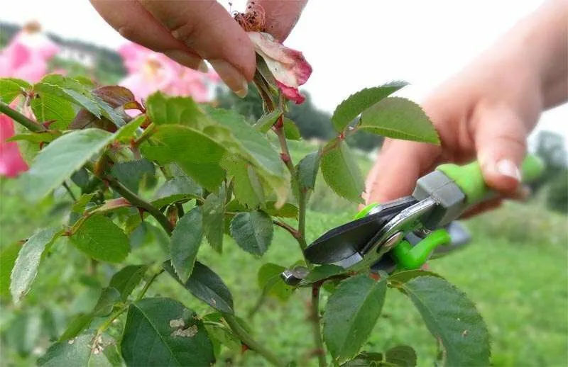 Обрезка роз Обрезка роз