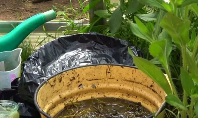 Травяной настой Травяной настой