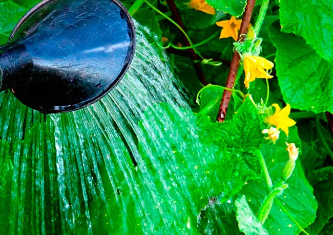 Полив огурцов Полив огурцов