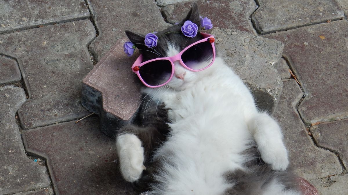 Як відзначати День кота