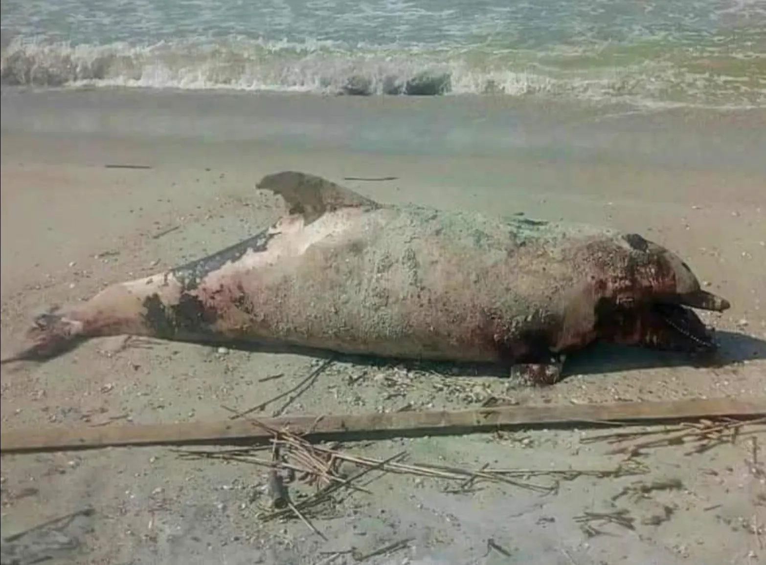 Мертвих дельфінів викидає на береги Чорного та Азовського морів