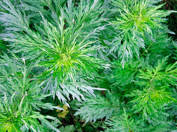 Полынь Полынь