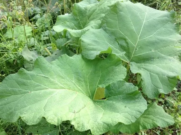 Лопух Лопух