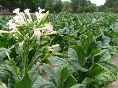 Табачная пыль Табачная пыль