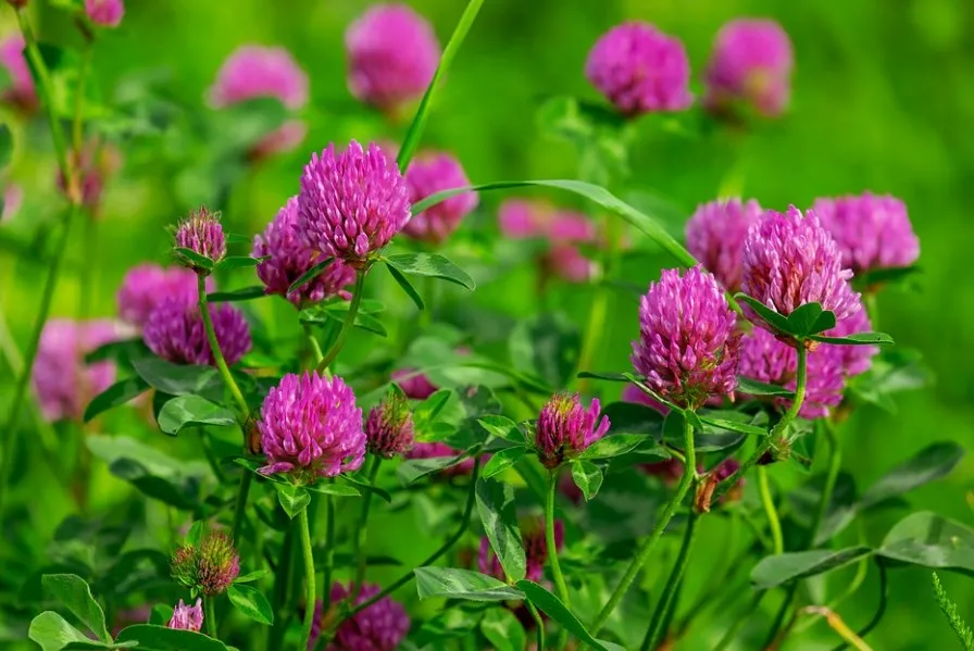 Клевер Клевер