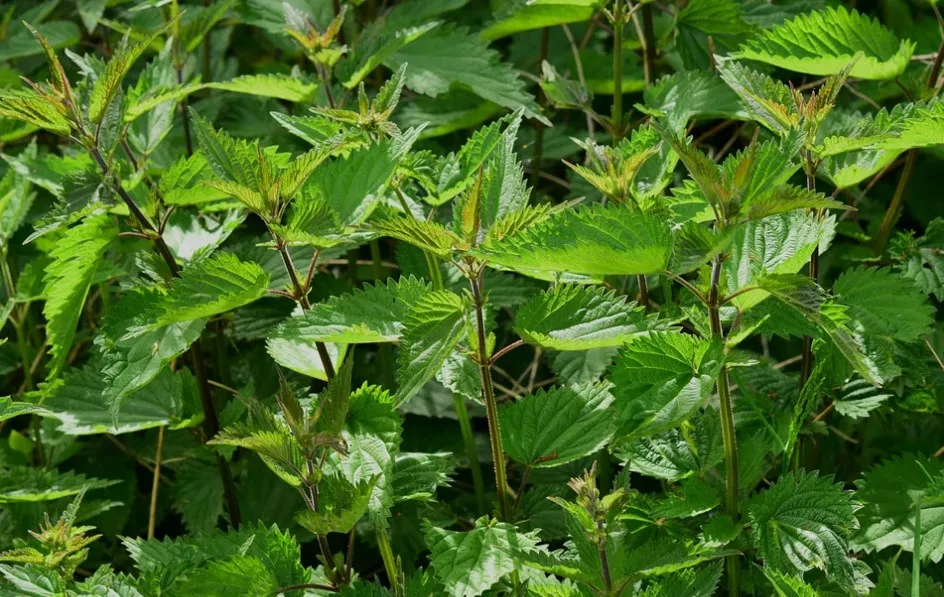 Крапива Крапива