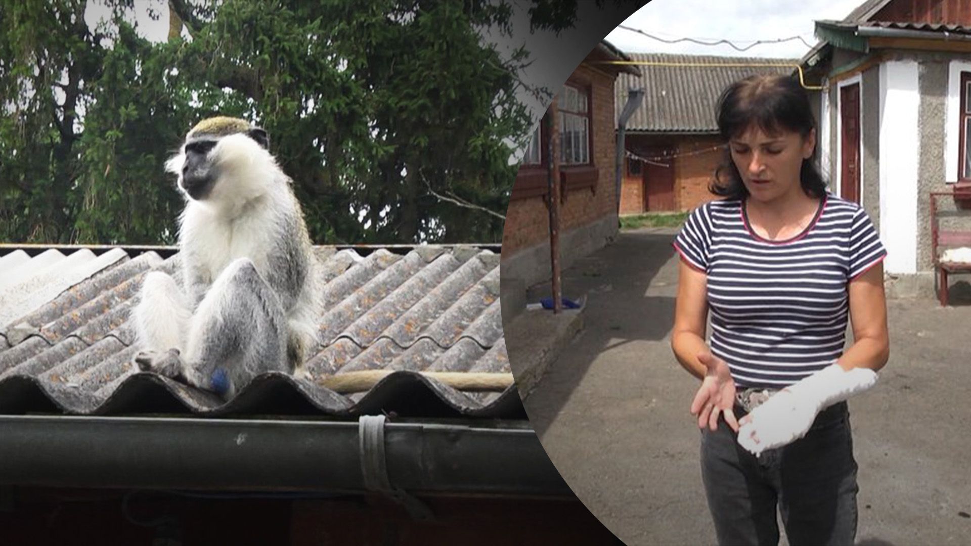 На Хмельниччині мавпа покусала дитину На Хмельниччині мавпа покусала дитину