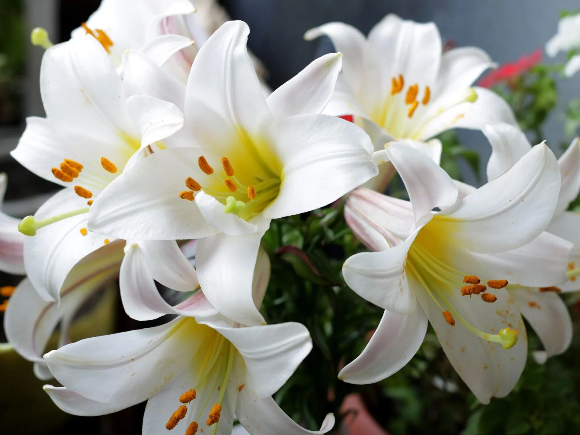 Лилии Лилии