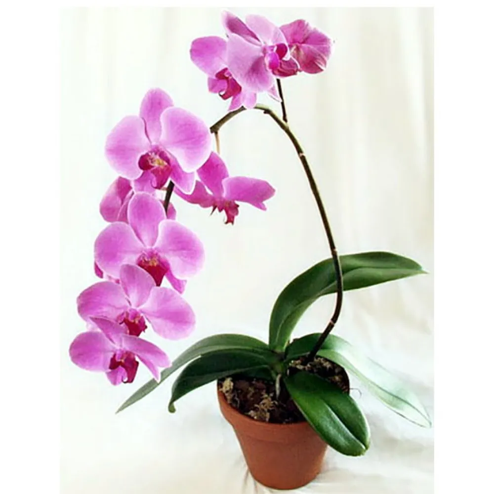 Орхидеи Орхидеи