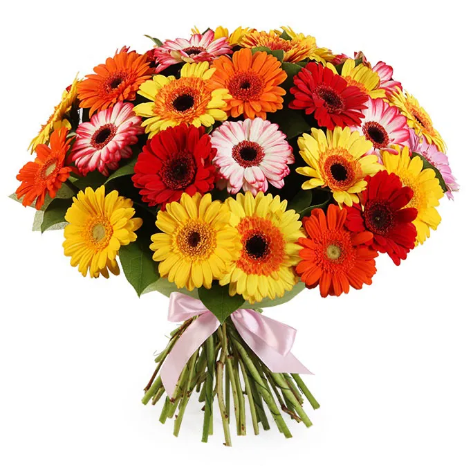 Герберы Герберы