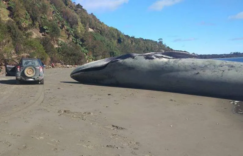 Огромный синий кит, считающийся самым большим животным на Земле, выбросился на пляж на юге Чили