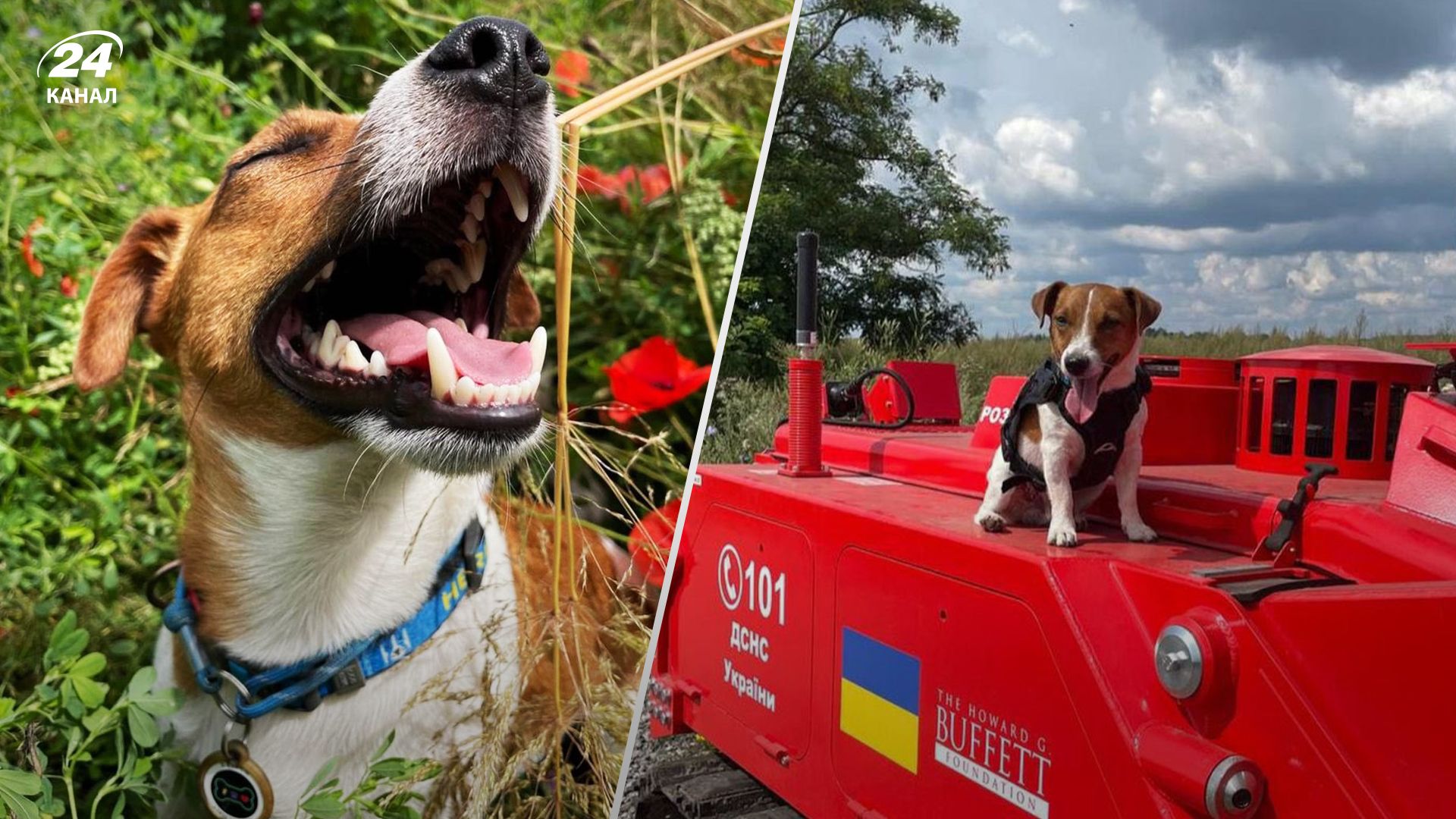 У мережі заявляють, що пес Патрон буцімто "помер" У мережі заявляють, що пес Патрон буцімто "помер"