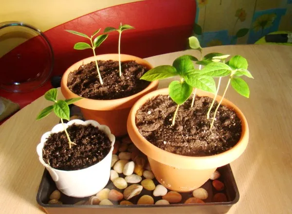 Хурма в горшке Хурма в горшке