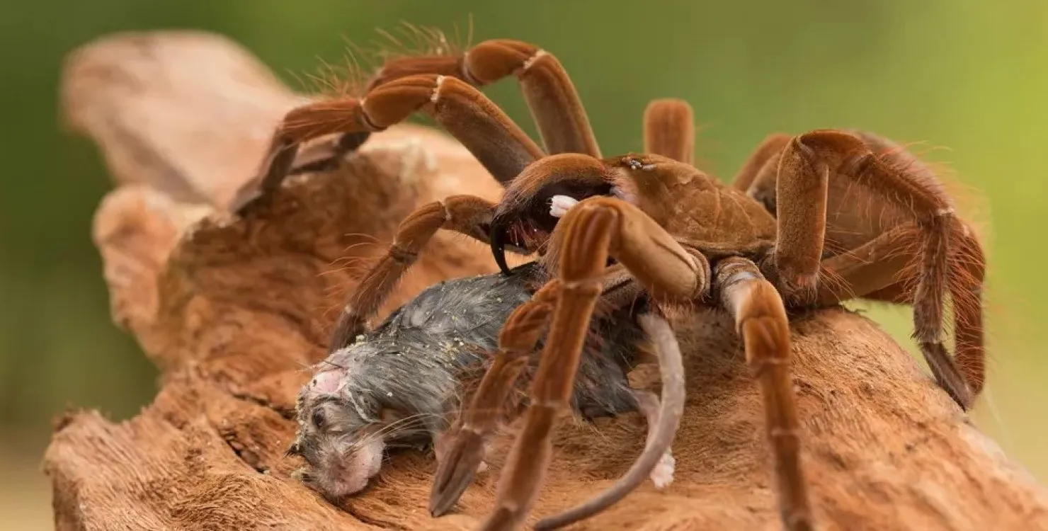 Птахоїди вважаються найбільшими павуками у світі за вагою 