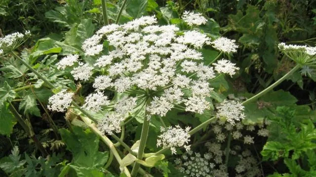 Борщевик Борщевик