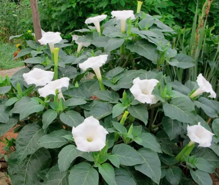 Дурман Дурман