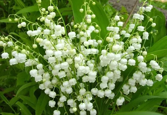 Ландыш Ландыш