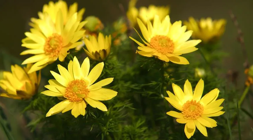 Адонис Адонис