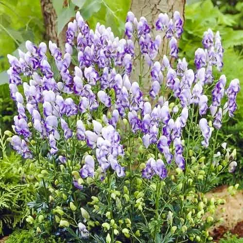 Борец Борец