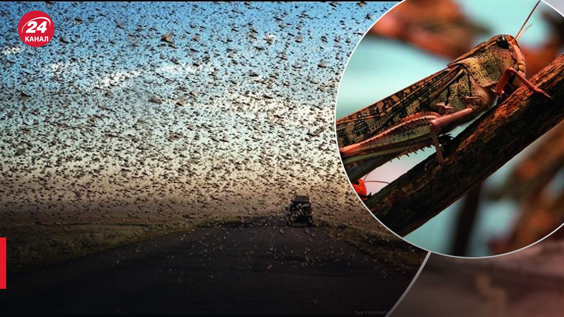 В Росії нашестя сарани В Росії нашестя сарани