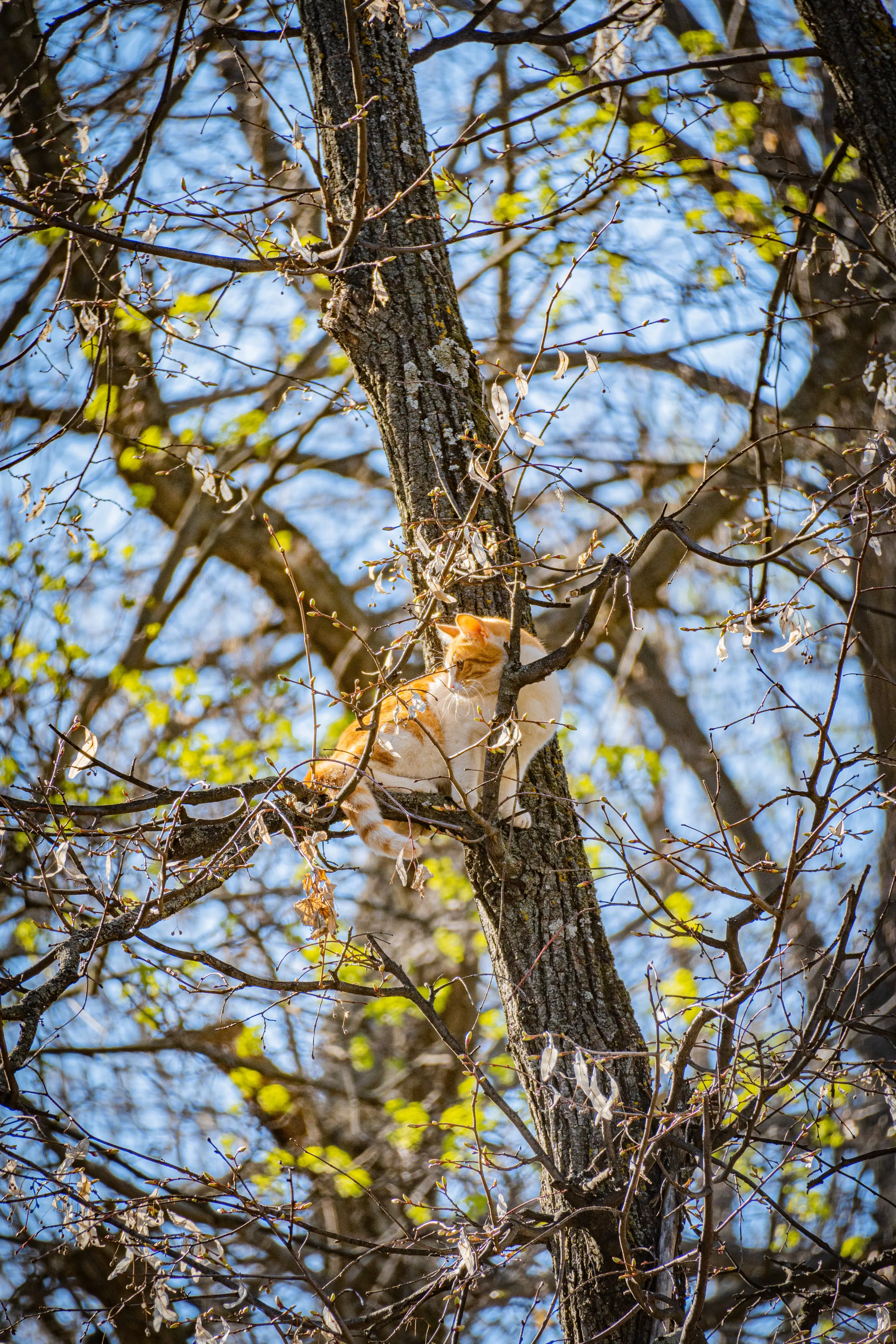 Котам не так легко злізти з дерева
