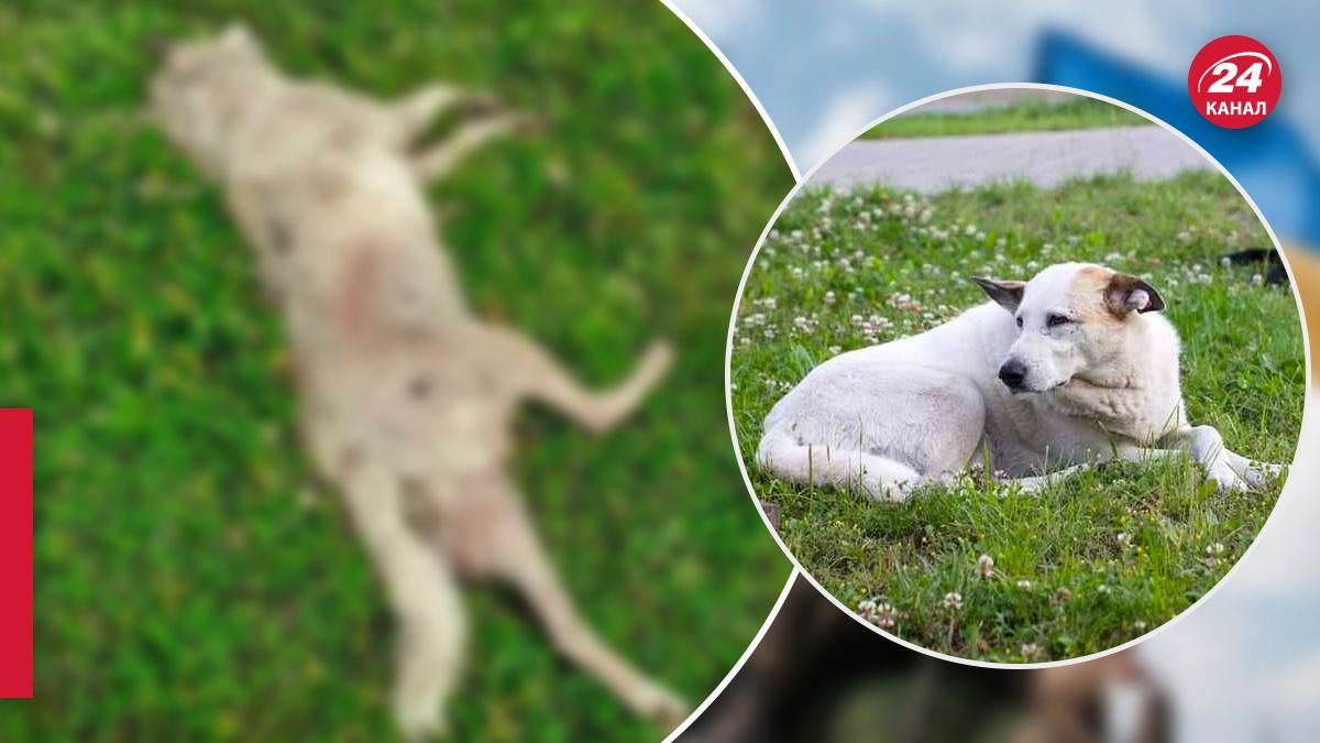 Расстрел собаки в Железнодорожном районе Львова Расстрел собаки в Железнодорожном районе Львова