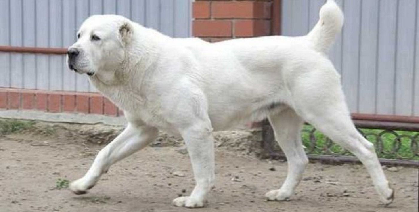 На Одещині алабай загриз господарку На Одещині алабай загриз господарку