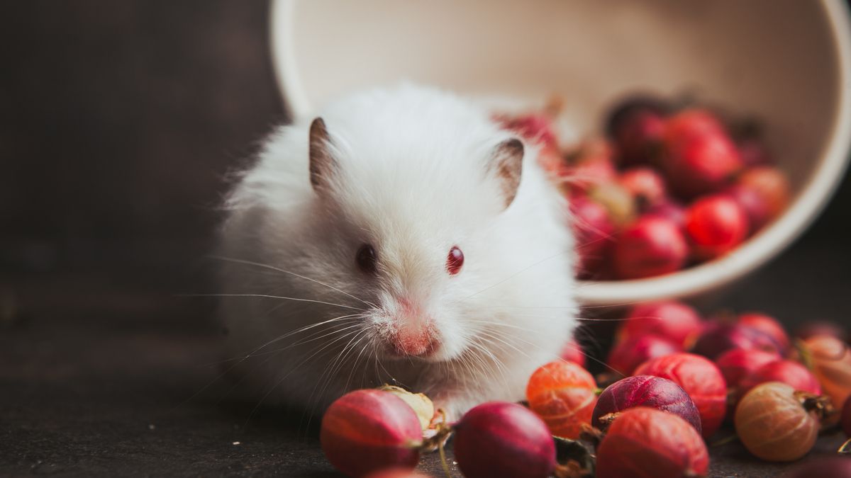 Ученые сшили кровеносные системы мышей