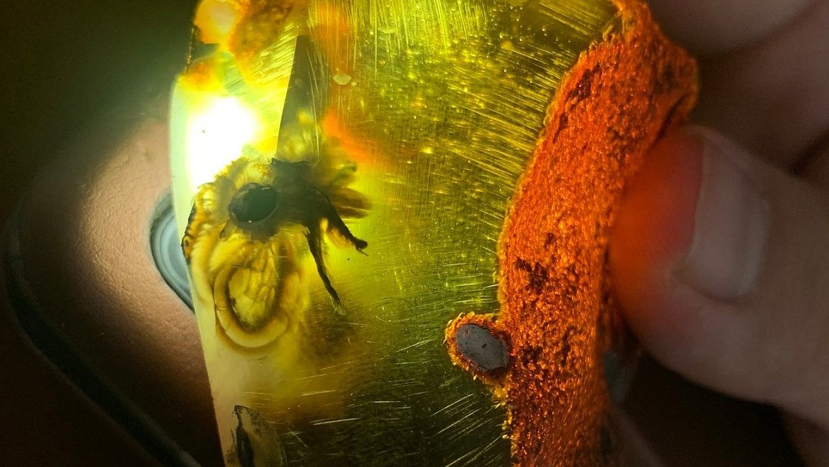 Комаха в бурштині Комаха в бурштині