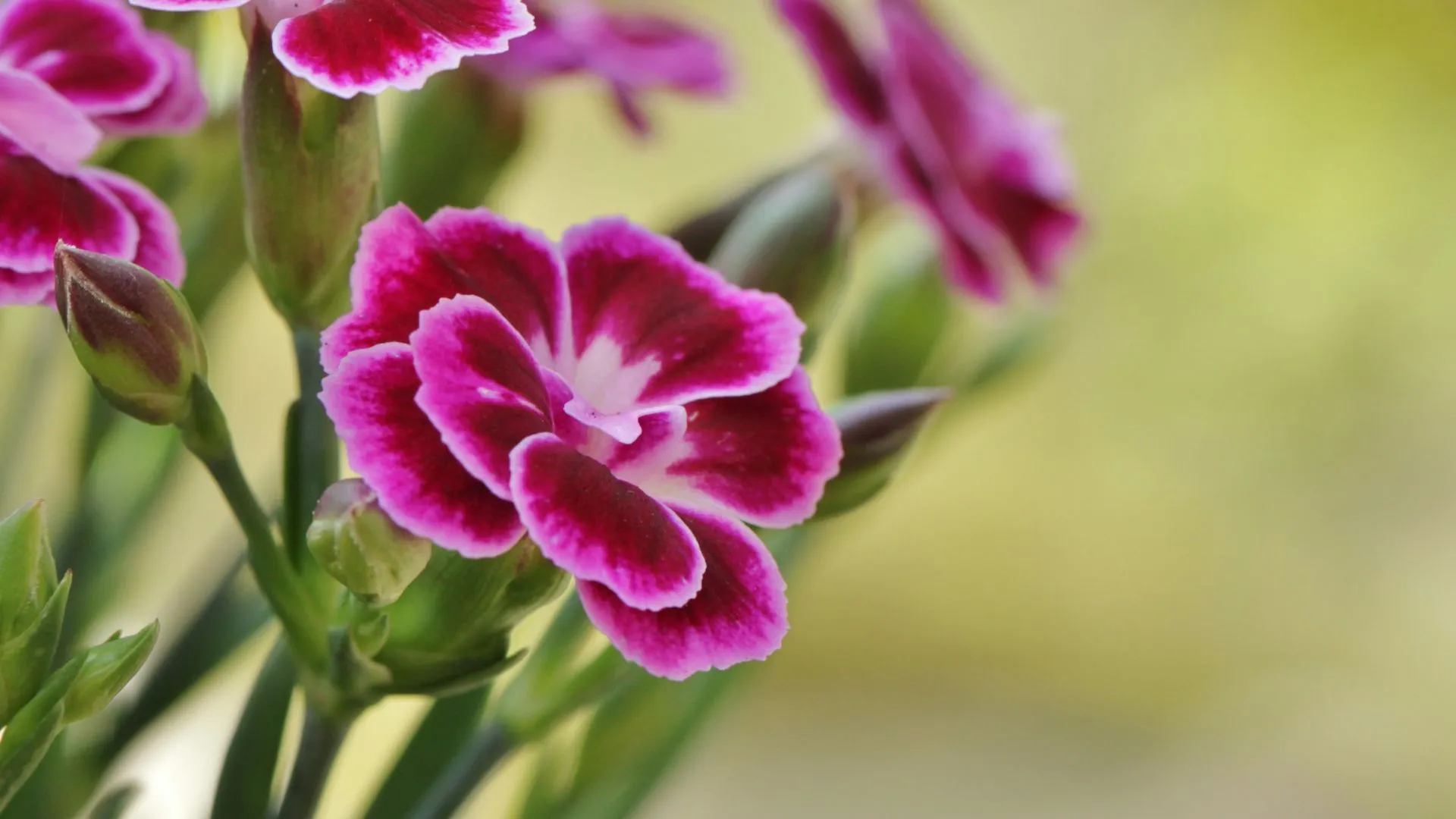 Гвоздики Гвоздики