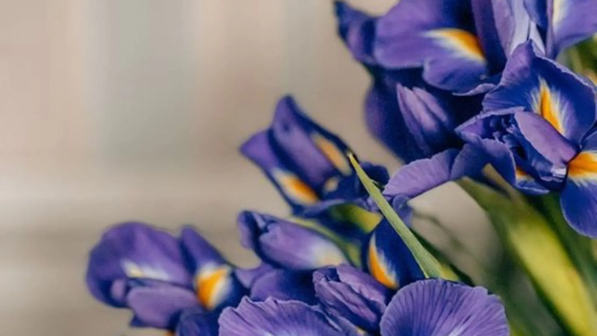 Ирисы Ирисы