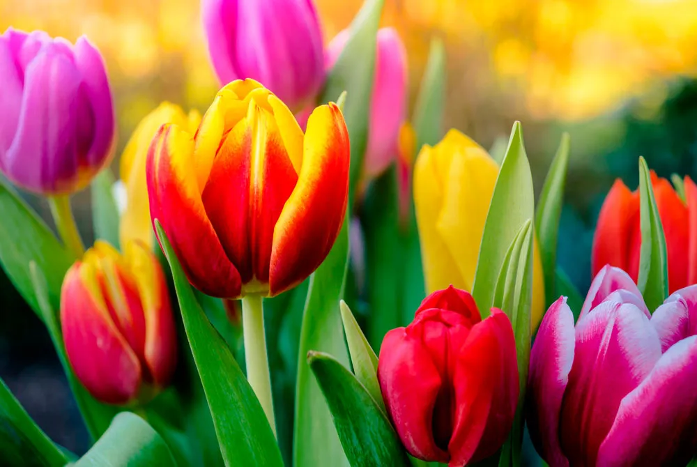 Тюльпаны Тюльпаны