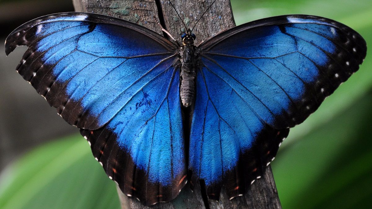 Morpho menelaus