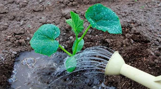 Подкормка растений Подкормка растений