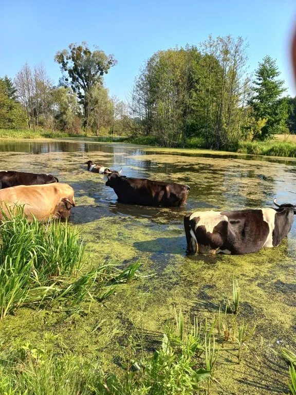 Українці показали своїх корів, які у спеку приймають водні процедури