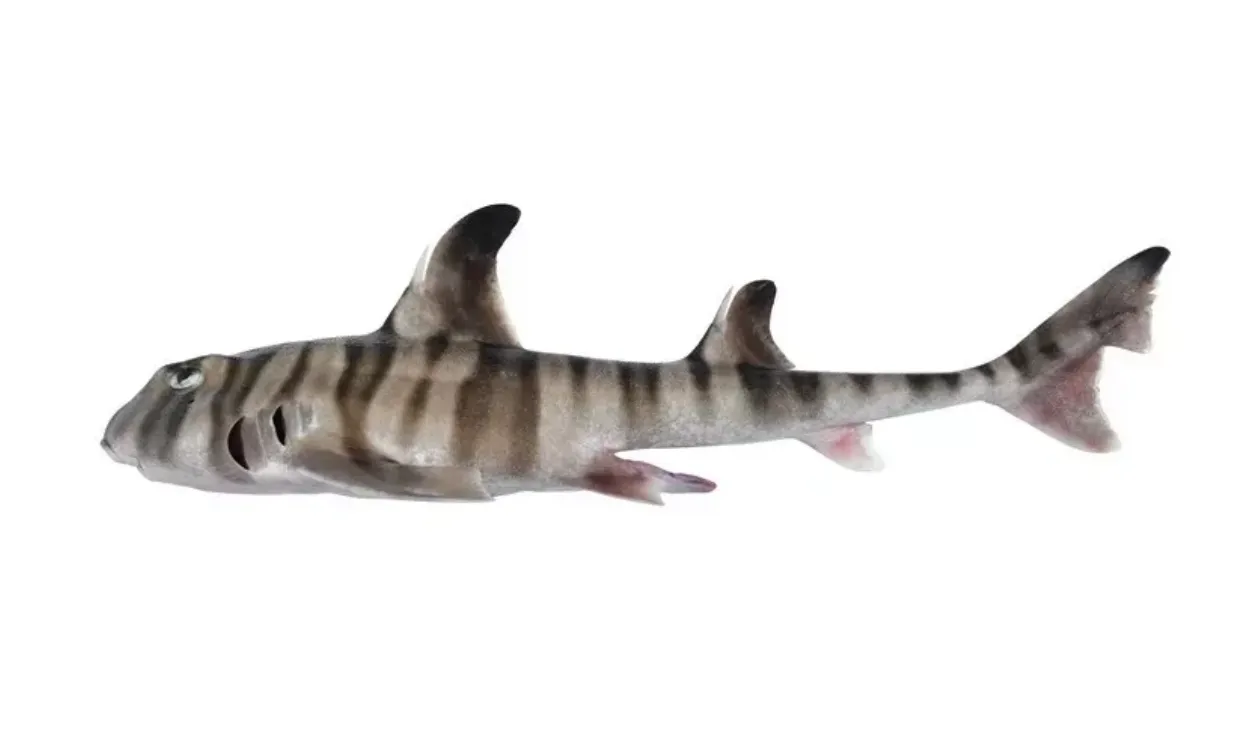 Новый вид акулы имеет характерную полосатую окраску.