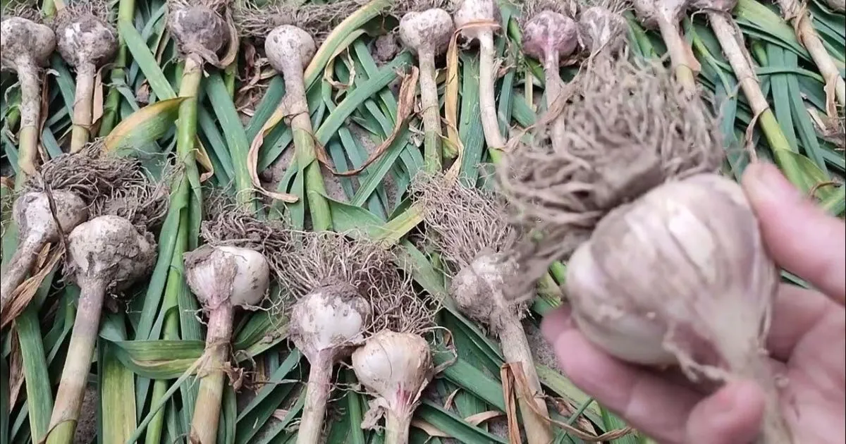 Выкопанный чеснок на грядке Выкопанный чеснок на грядке